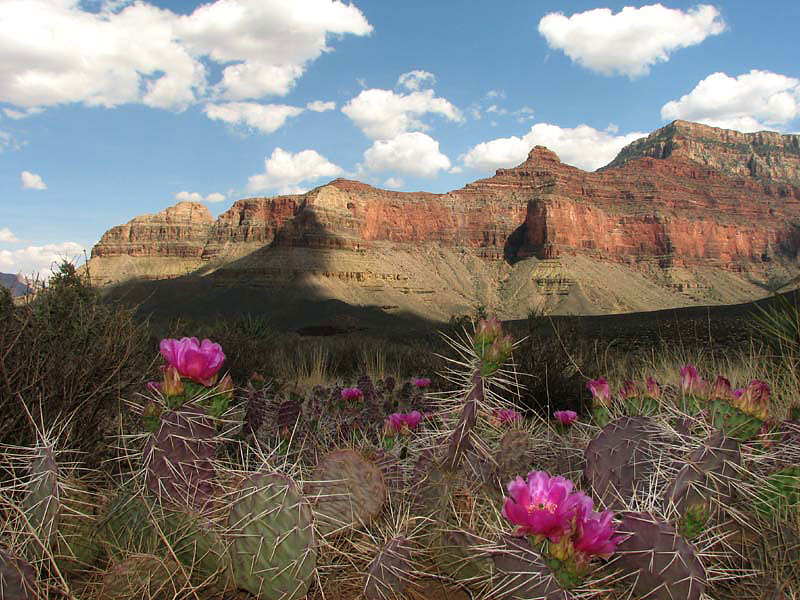 Grand Canyon - Prickly Pears in Flower